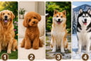 Quiz: Chọn 1 chú chó bạn yêu thích nhất để khám phá khả năng giàu có khi về già