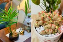 Vì sao nhiều người thích trồng gừng trong nhà? Có 5 ý nghĩa đặc biệt