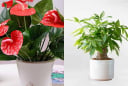 10 loại cây phong thủy được ví như “máy hút tài lộc”, càng xanh tốt càng giúp gia chủ vượng vận