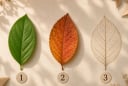 Quiz: Chọn 1 chiếc lá bạn thích để xem trong mắt người khác, bạn thuộc tuýp người như thế nào?