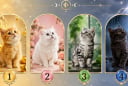Quiz: Bạn thích con mèo nào, điều đó có thể nói vận khí của bạn đang giàu lên hay khó khăn hơn