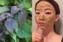 Cách trị thâm nám bằng lá tía tô đơn giản, dễ thực hiện tại nhà