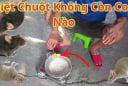 8 cách đuổi chuột ra khỏi nhà vĩnh viễn, đơn giản lại rẻ tiền, sạch bóng không còn con nào