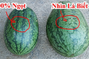 Vì sao khi mua dưa hấu người ta hay vỗ vào thân vỏ?
