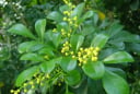 Vì sao người xưa thích trồng cây hoa ngâu trước nhà? Những lưu ý quan trọng cho người đang trồng hoa ngâu