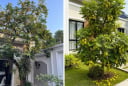 Nên trồng khế chua hay khế ngọt trước nhà?