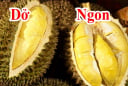 Mẹo chọn sầu riêng ngon trăm quả như một múi to ngon ngọt