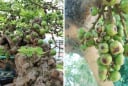 Nên trồng cây sung cảnh hay cây sung ta trước cửa nhà?