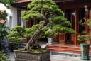 Tổ tiên dặn: 3 loại cây trong sân vườn cấm tự ý chặt hạ, làm sai tài lộc 'đứt đoạn'