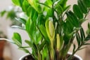 Vì sao nhiều người thấy may mắn khi cây kim tiền ra hoa?