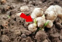 Gừng mọc mầm còn ăn được không?
