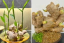 Cách trồng gừng nhanh nảy mầm, ra nhiều củ