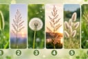 Quiz: Chọn 1 bông cỏ để xem chỉ số may mắn của bạn sắp tới cao hay thấp