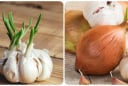 Tỏi mọc mầm có ăn được không?