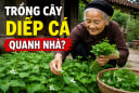 Vì sao người xưa rất thích trồng cây diếp cá quanh nhà?