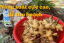 Cách trồng gừng trong bao tải, củ nhiều, thu hoạch dễ