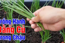 Cách trồng hành lá đơn giản, lá mọc bời bời, ăn thoải mái