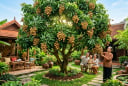 Trồng xoài hay nhãn trong sân nhà? Loại nào vừa cho bóng mát vừa dễ thu hoạch?