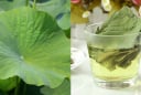Cách uống nước lá sen giảm cân hiệu quả, bụng phẳng không mỡ thừa