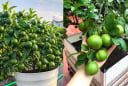 Cách trồng chanh trong chậu, quả sai trĩu trịt, thu hoạch quanh năm
