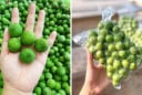 Cách bảo quản sấu tươi cả năm vẫn chua ngon tự nhiên
