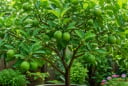 Trồng một cây chanh trong nhà, nhiều người thu về hàng loạt lợi ích