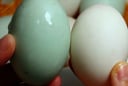 Trứng vịt nên chọn quả vỏ trắng hay vỏ xanh thì ngon hơn?