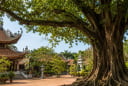  Người xưa dặn: Nghèo mấy cũng đừng chặt 3 loại cây này, cho tiền cũng không nên đụng tới, kẻo hao phúc lộc
