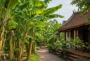 Vì sao người xưa nói không trồng chuối trước nhà nhưng chuyển ra sau nhà lại rất tốt?
