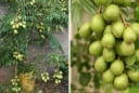 Cách trồng cóc Thái trong chậu cho quả sai trĩu chỉ sau vài tháng