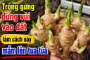 Trồng gừng đừng vùi vào đất, làm cách này mầm lên tua tủa