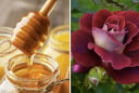 Công thức mặt nạ từ bột cánh hoa hồng giúp làn da mềm mại, rạng rỡ hơn