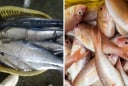 4 loại cá chứa nhiều thủy ngân: Ít xương, nhiều thịt thích mấy cũng phải hạn chế ăn