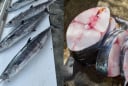 4 loại cá chứa nhiều thủy ngân, không nên ăn nhiều