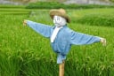 Tại sao bù nhìn trên đồng có thể đuổi được các loài chim thông minh?