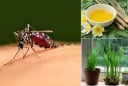 Cách đuổi muỗi không cần hóa chất: Đơn giản, an toàn mà hiệu quả
