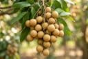 Loại quả 'đại bổ': Bổ máu hơn táo đỏ, bổ khí hơn hoàng kỳ, ăn đúng cách trẻ lâu