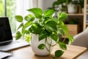Vì sao ngày càng có nhiều người thích trồng cây trầu bà trên bàn làm việc, trong nhà?