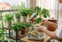 Đừng vội bỏ vỏ dưa hấu: 8 công dụng trong gia đình khiến nhiều người ngạc nhiên