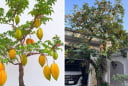 4 vị trí 'tán lộc' không nên trồng cây khế