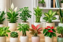 12 con giáp hợp đặt cây gì trên bàn làm việc? Chọn đúng cây phong thủy để hút tài lộc, tăng may mắn