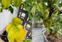Cách trồng cây khế trong chậu, quả sai trĩu cành, ngọt lịm