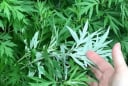 Tại sao người xưa khuyên trồng ngải cứu trước nhà?