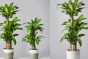Vị trí tốt nhất để trồng cây thiết mộc lan: Đặt đúng chỗ mới hút tài lộc, gia chủ thêm vượng khí