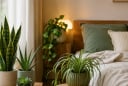 Gợi ý 5 loại cây cảnh được nhiều người lựa chọn đặt trong phòng ngủ nhờ điểm đặc biệt này