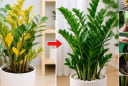 Vì sao cây kim tiền bị vàng lá? 6 nguyên nhân phổ biến, biết sớm cứu cây kịp thời