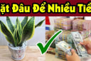 3 vị trí trồng cây Lưỡi Hổ thu hút tài lộc