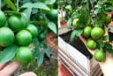Mẹo trồng chanh trong chậu, bốn mùa sai quả, ăn không hết