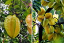 Trống khế chua hay khế ngọt trước nhà thì tốt hơn?