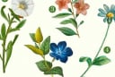 Hãy chọn một bông hoa bạn yêu thích